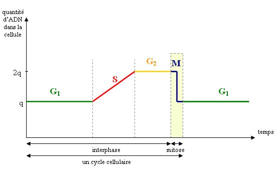 Un cycle cellulaire