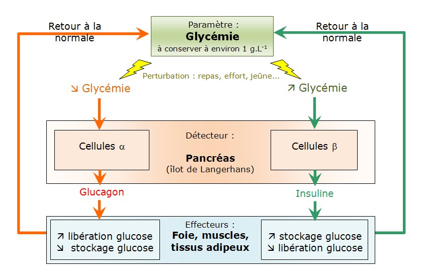 La glycémie, un système autorégulé