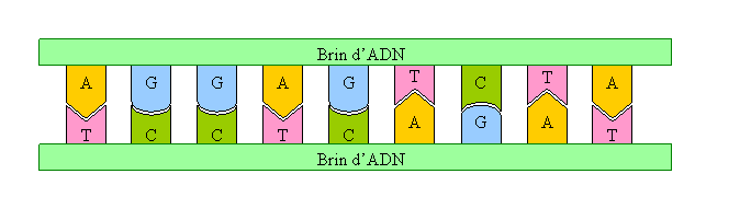 molécule d'ADN