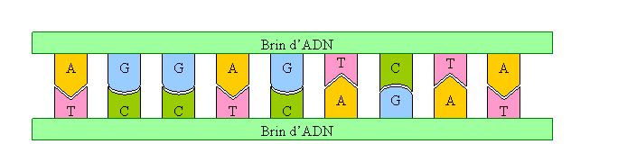 molcule d'ADN