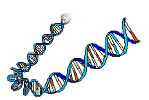 structure en hélice de la molécule d'ADN