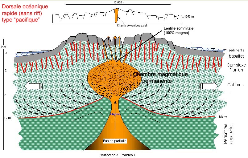 La divergence des plaques lithosphériques au niveau des dorsales