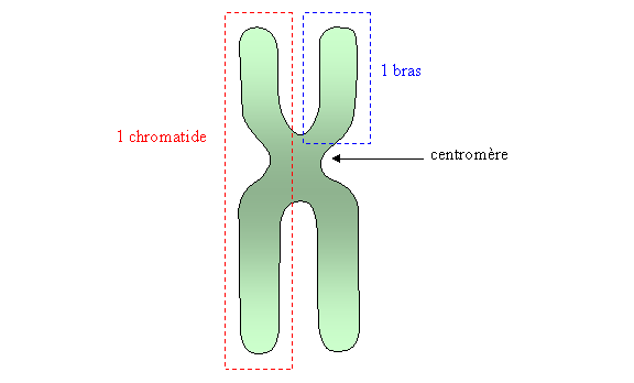 Structure dun chromosome  2 chromatides