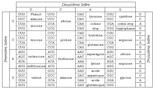 Le code gntique