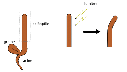 Réponse du coléoptile d'avoine à un éclairement latéral