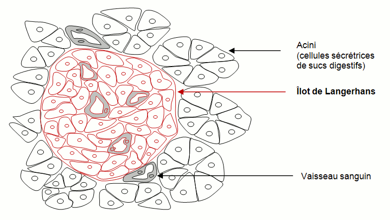 Cellules du pancréas