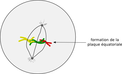 Mtaphase