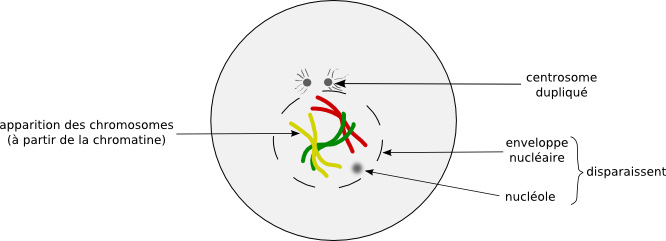 Prophase