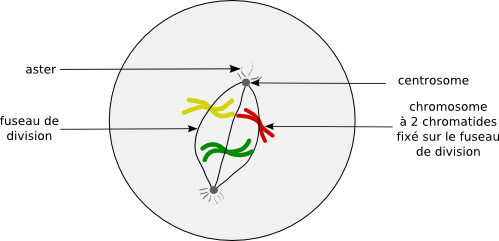 Prophase