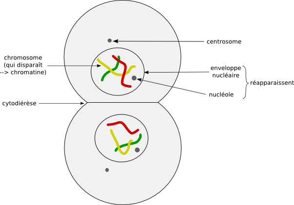 Tlophase